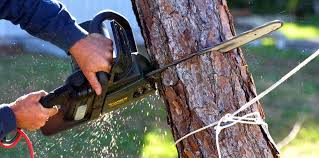 Woodall, OK Tree Care Company